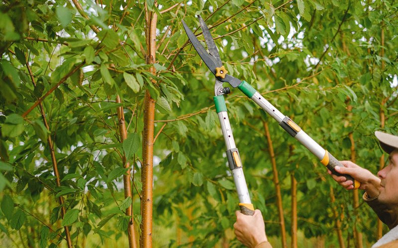 Tree trimming in Piedmont, MO